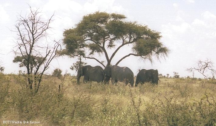Слоны в нац.парке. Северная Ботсвана.