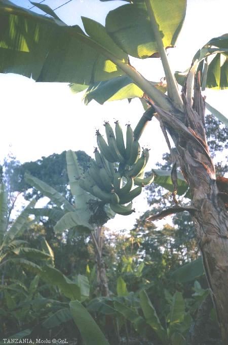 Бананы в Танзании.