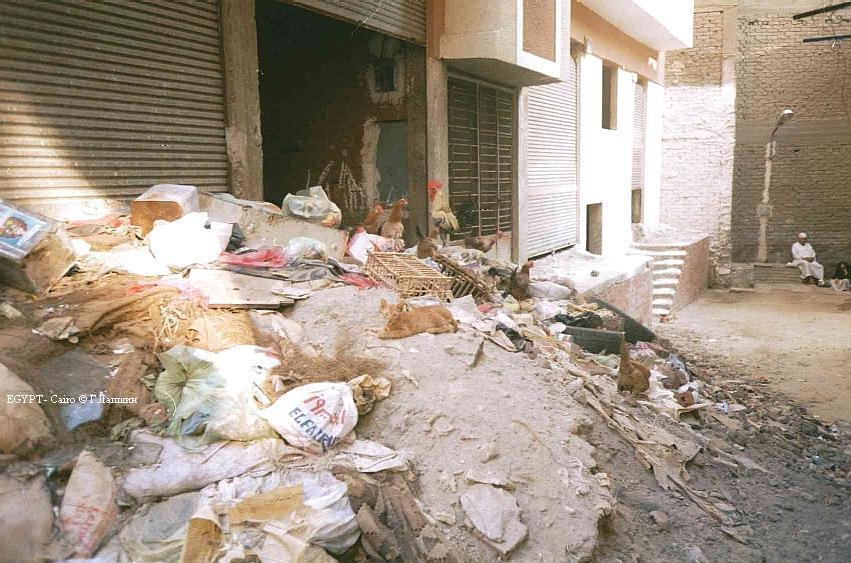 Каир "нетуристический" - горы мусора, куры, кошки, дети... 
