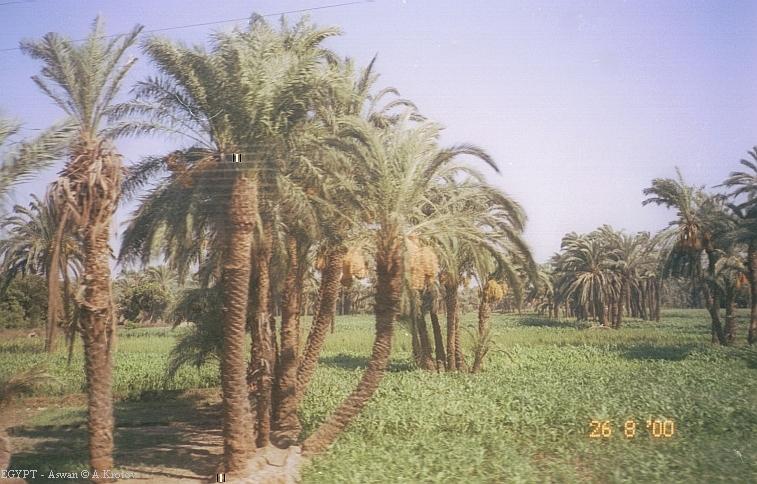 Плантации в долине Нила. Египет.