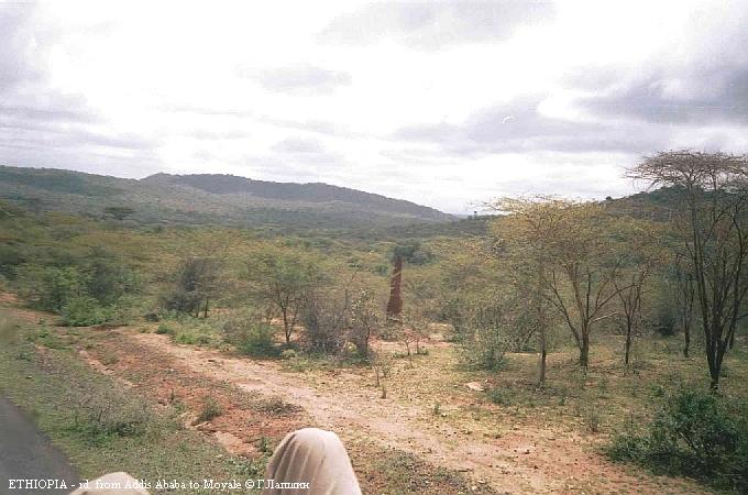 Пезажи южной Эфиопии. Глиняный столб - термитник.