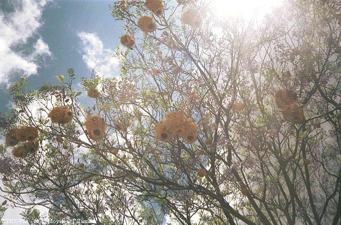 После многомесячной засухи в Эфиопию пришла "весна" (осенние дожди) - деревья в цветах, птички-ткачики вьют гнезда.