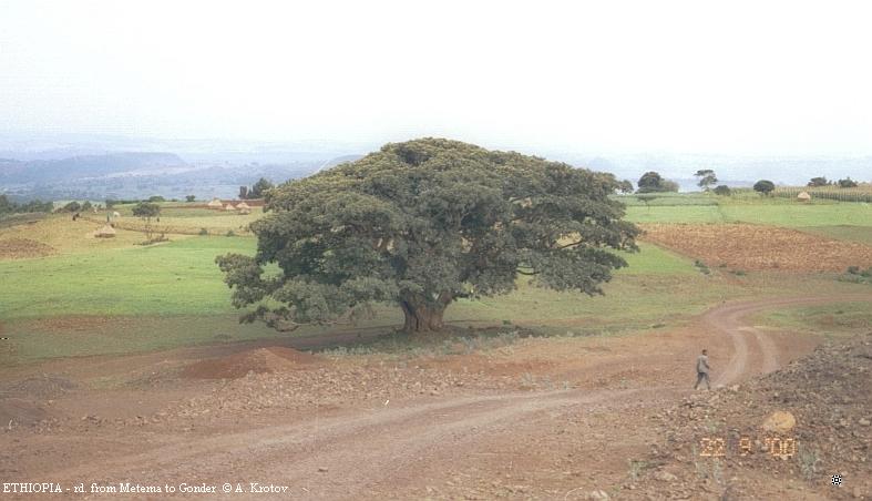 Огромное дерево на выезде из города Айкель. Эфиопия.
