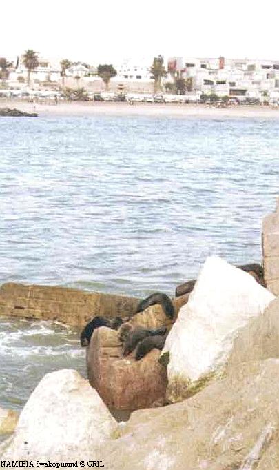 Морские котики спокойно спят прямо на пляже Свакопа.
