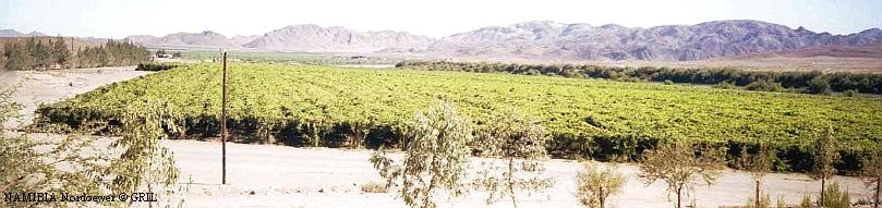 Виноградники в долине реки Оранжевой.