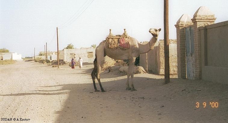 Верблюд в Сахаре не роскошь, а средство передвижения. Судан.