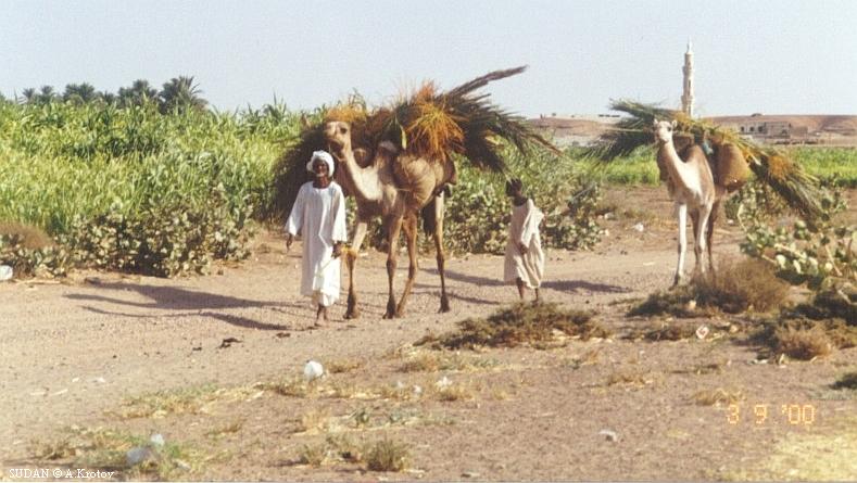 Судан. Крестьяне везут свою продукцию на базар.