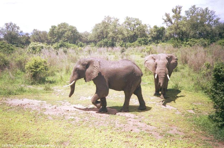 Слоны в нац.парке "Южная Луангва". Замбия.