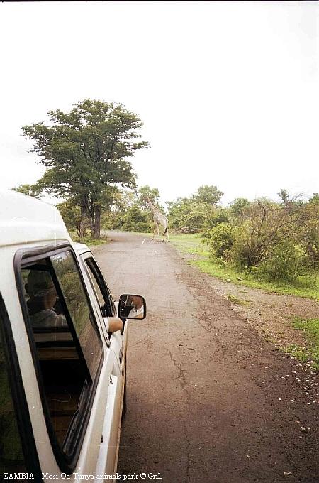 Поездка по национальному парку. Фотографирую из кузова. Замбия.